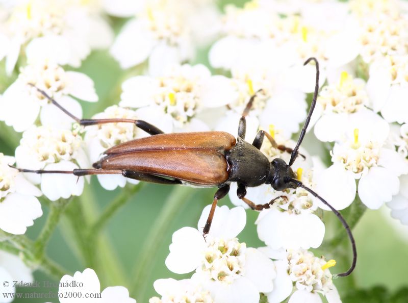 tesařík, Pedostrangalia pubescens, Cerambycidae, Lepturini (Brouci, Coleoptera)